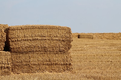 häcksel feld 4