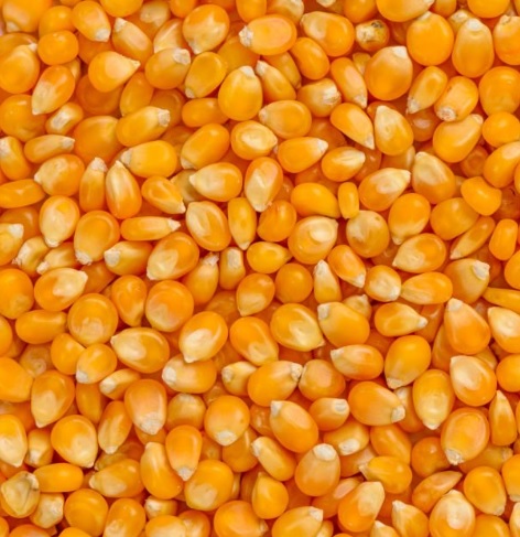 Maiskorn